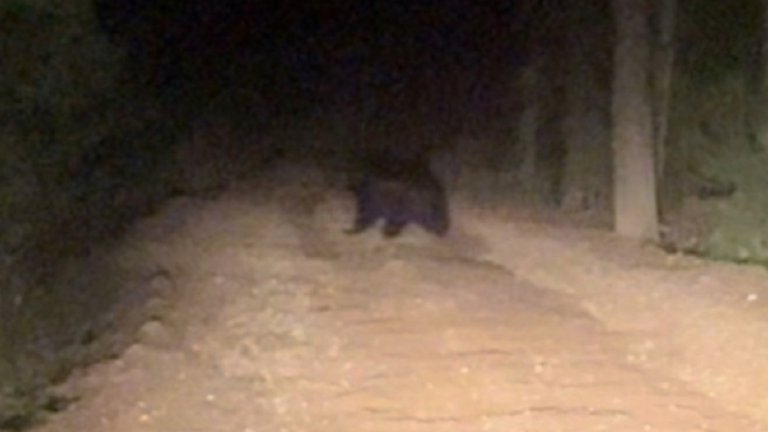 Медведи в Сибири всё чаще выходят к людям